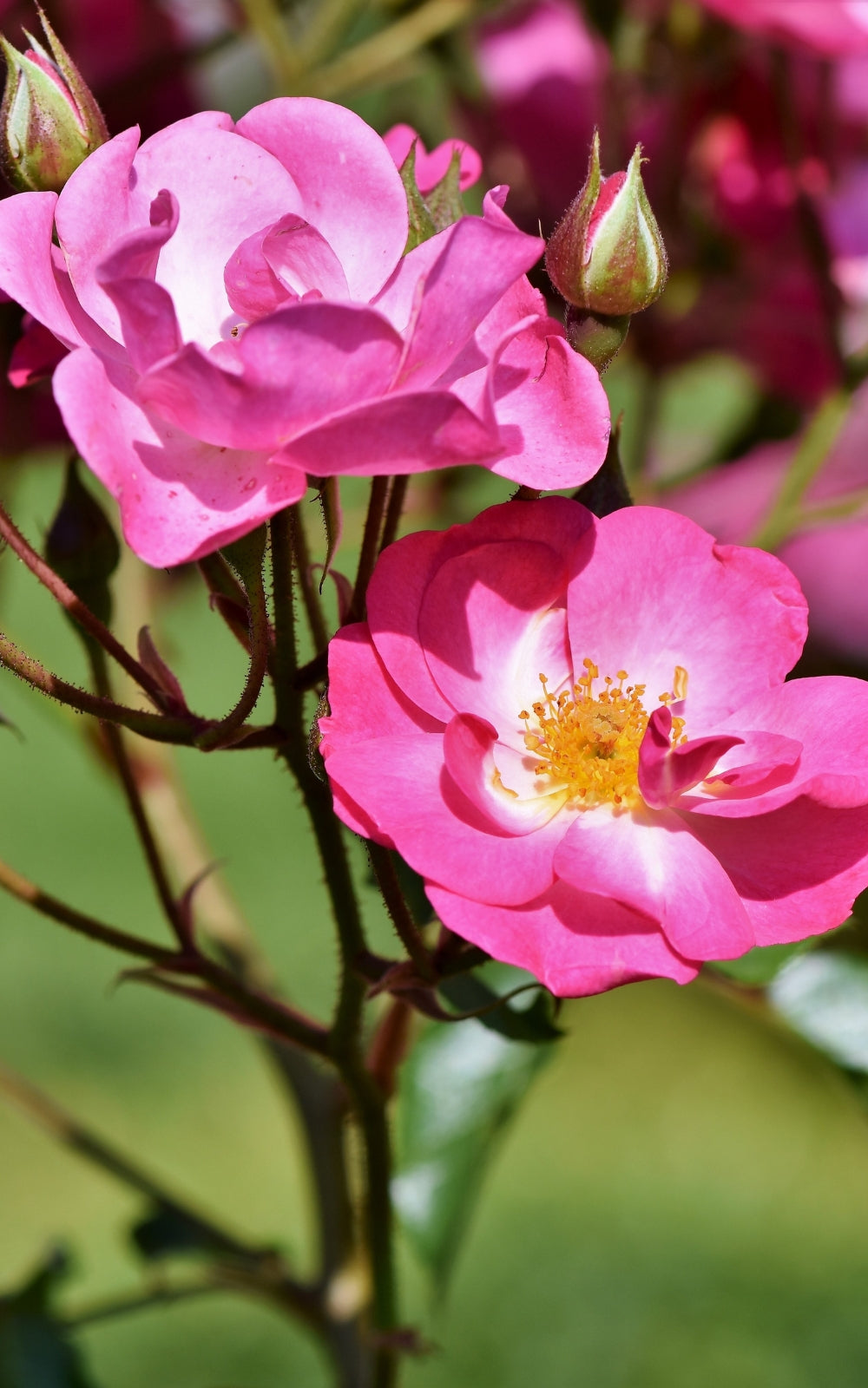 Wildrose