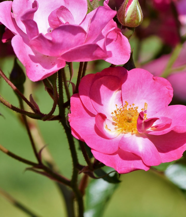 Wildrose