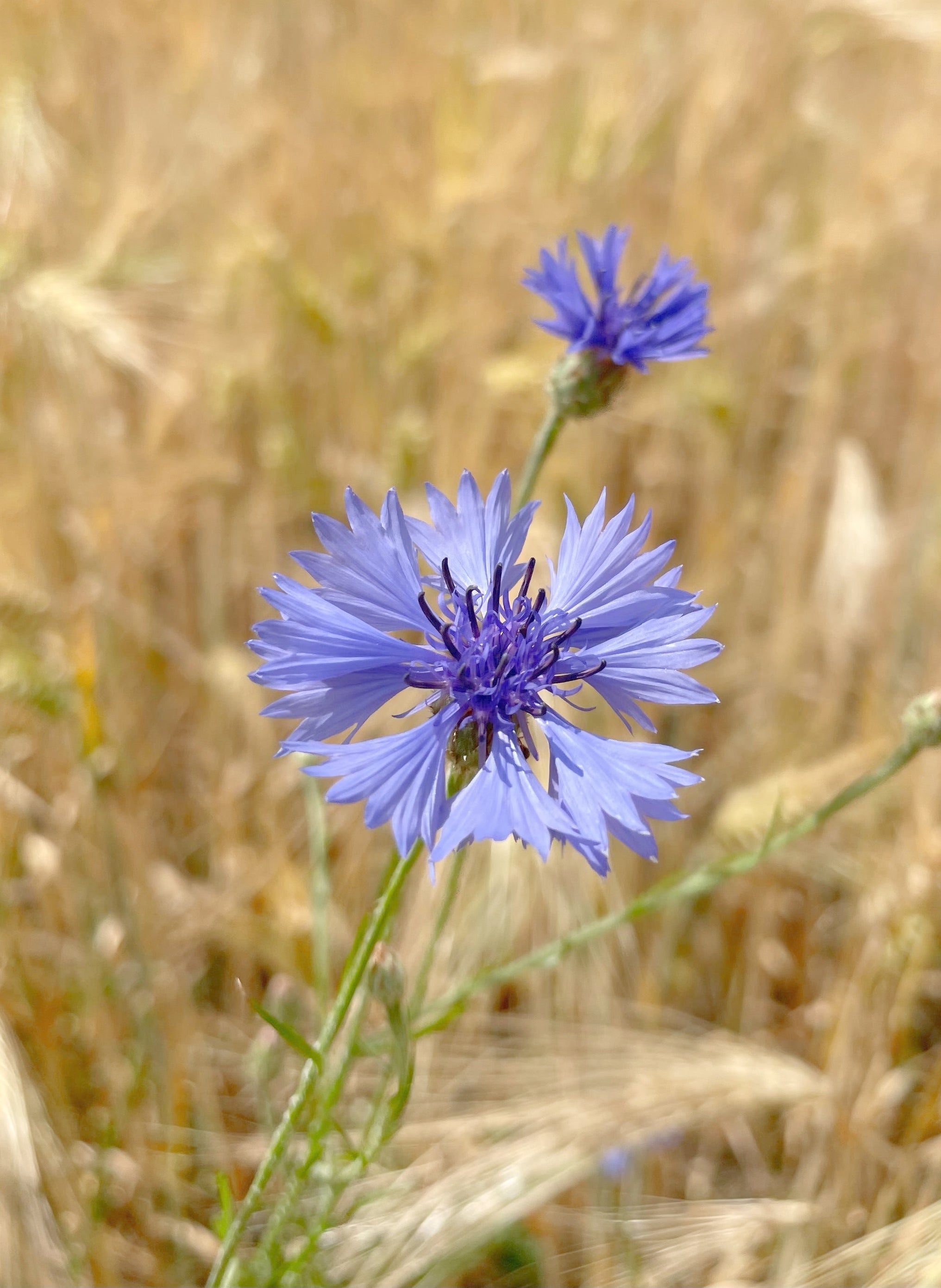 Bio Kornblume