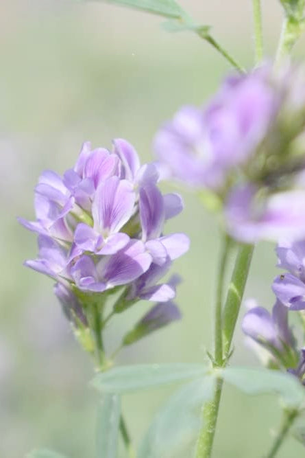 Bio Alfalfa (Luzerne)